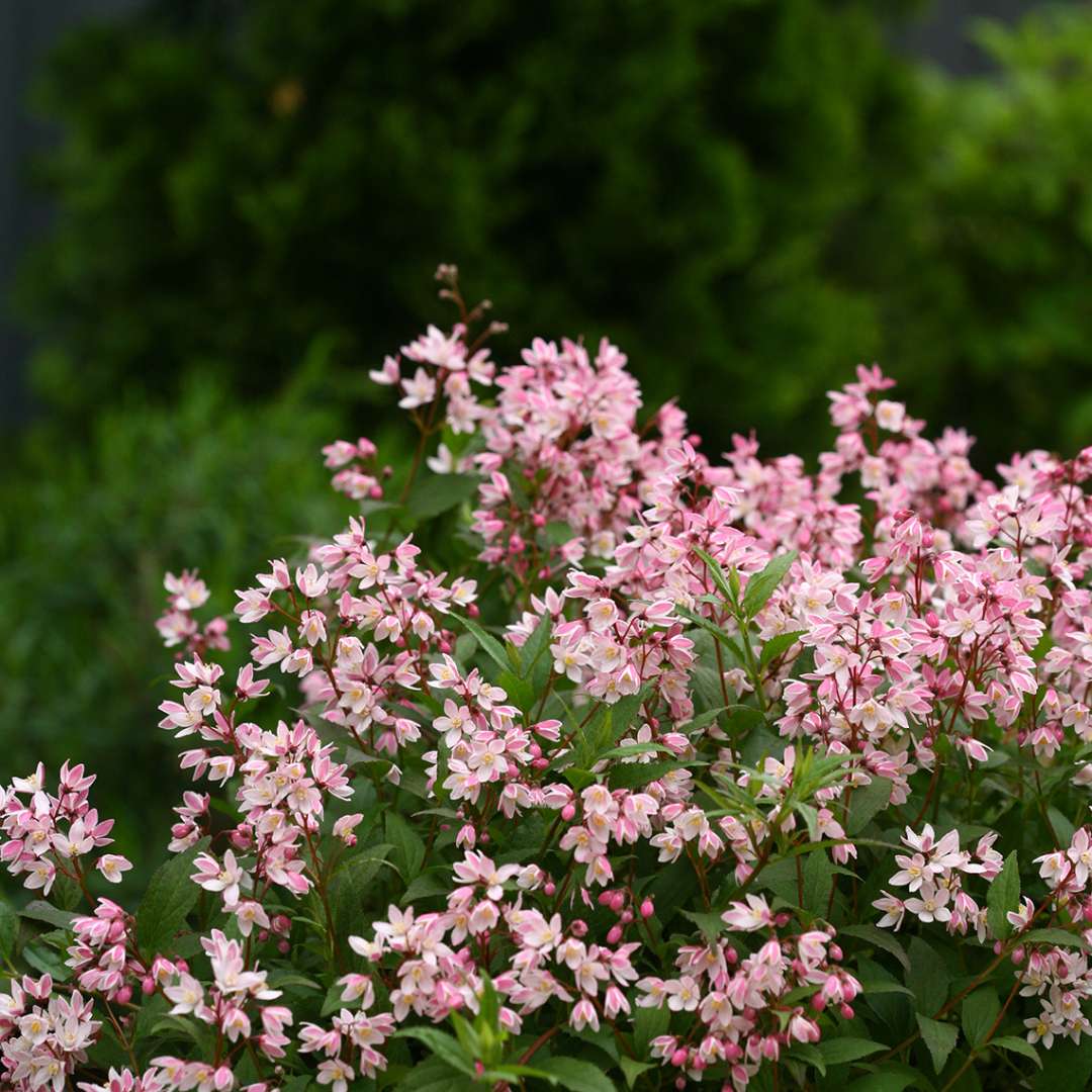 Abundant pink blooms of Yuki Cherry Blossom Deutzia in the landscape