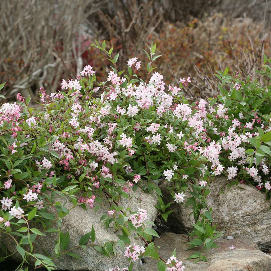 Yuki Cherry Blossom Deutzia blooming next to rock border in the landscape