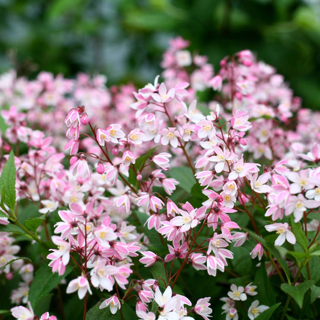 Yuki Cherry Blossom Deutzia blooming in the landscape