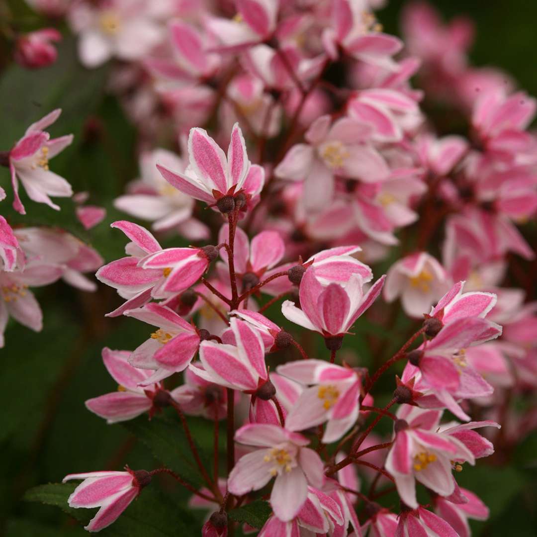 Close up of vibrant pink Yuki Cherry Blossom Deutzia blooms