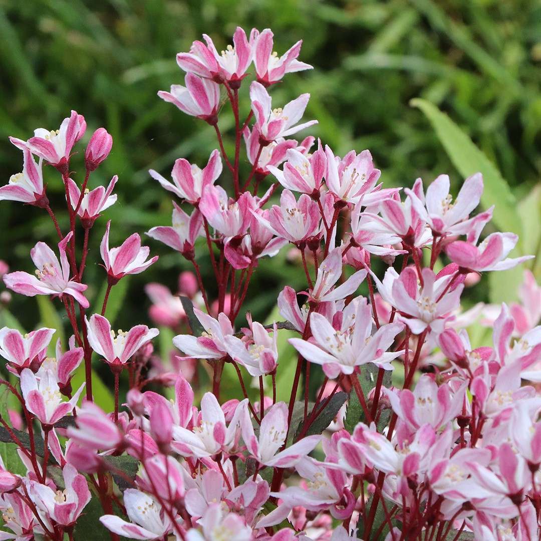 Close up of the two toned pink flowers of Yuki Cherry Blossom 2.0 deutzia 