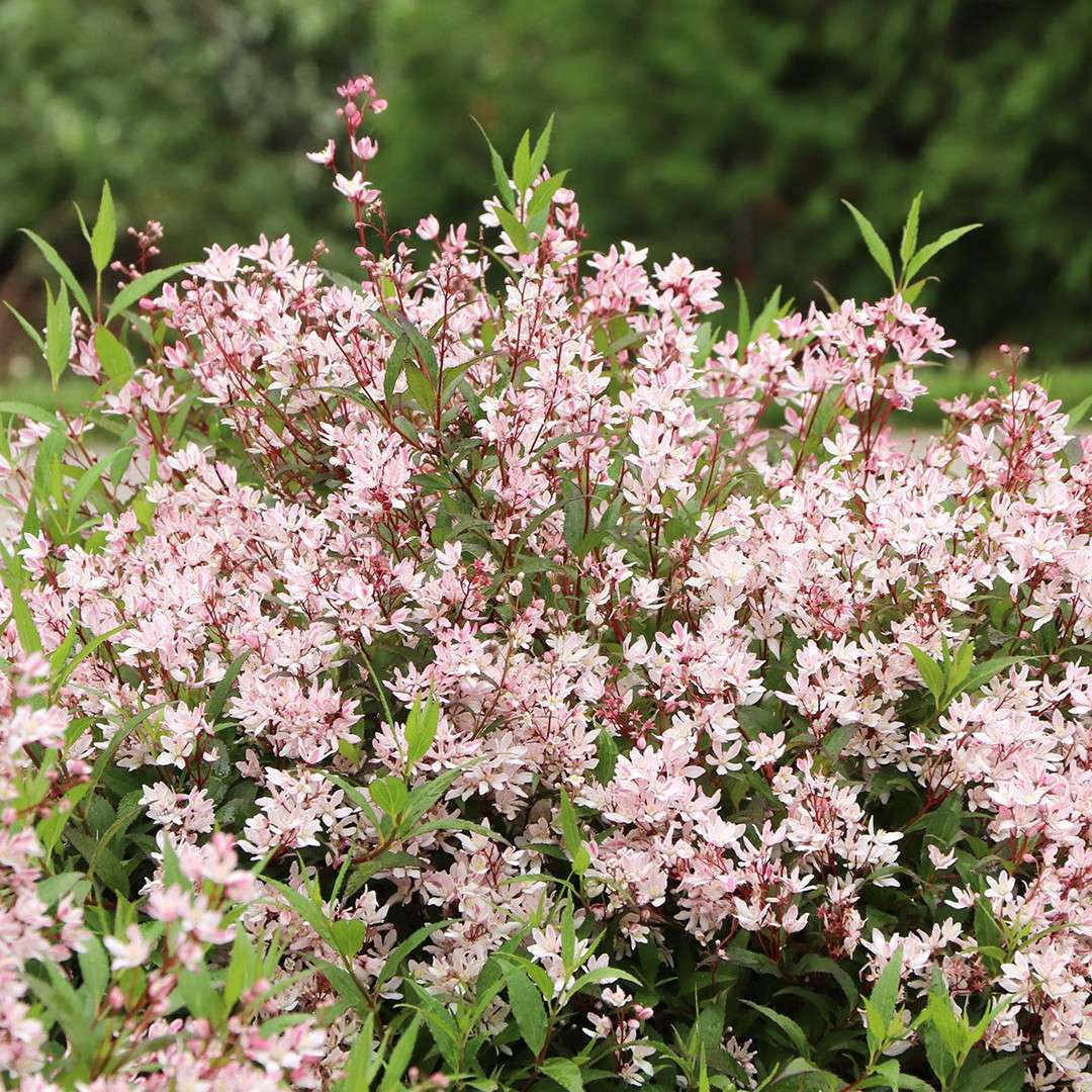 A heavily blooming Yuki Cherry Blossom 2.0 deutzia in a landscape