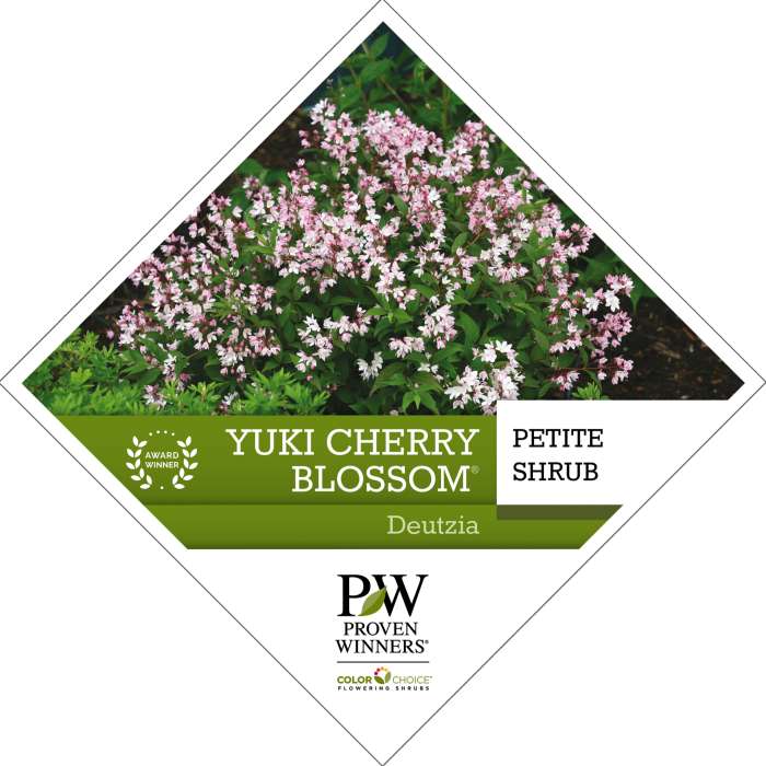 Preview of Yuki Cherry Blossom® Deutzia PDF