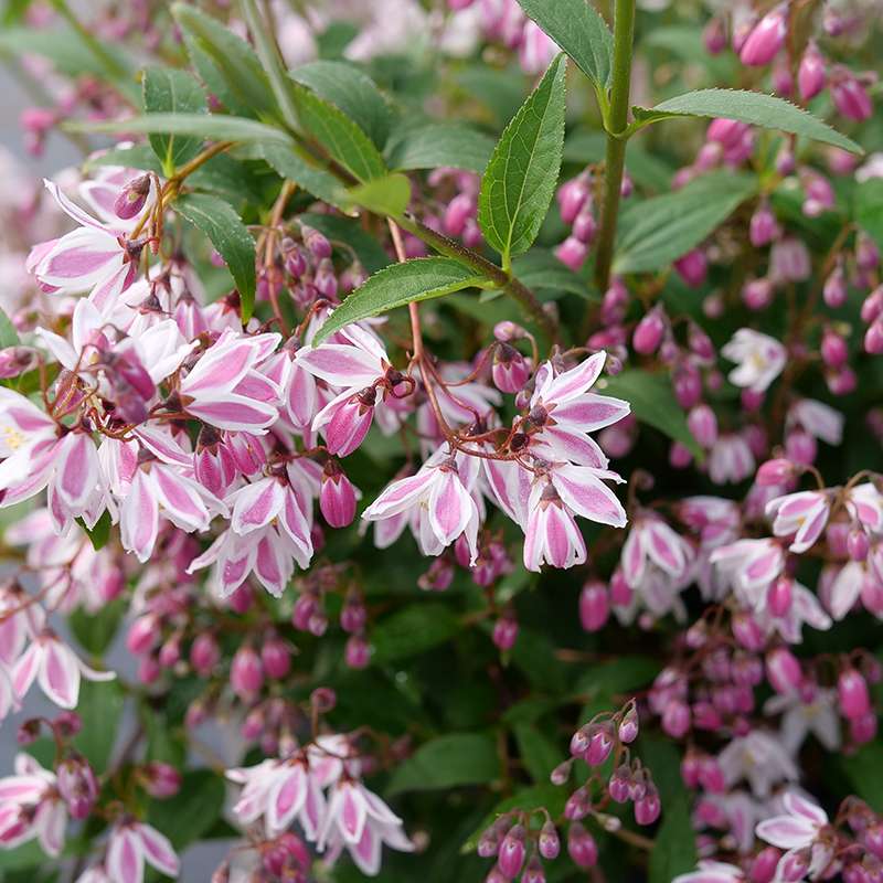 Close up of pink Yuki Kabuki Deutzia flowers