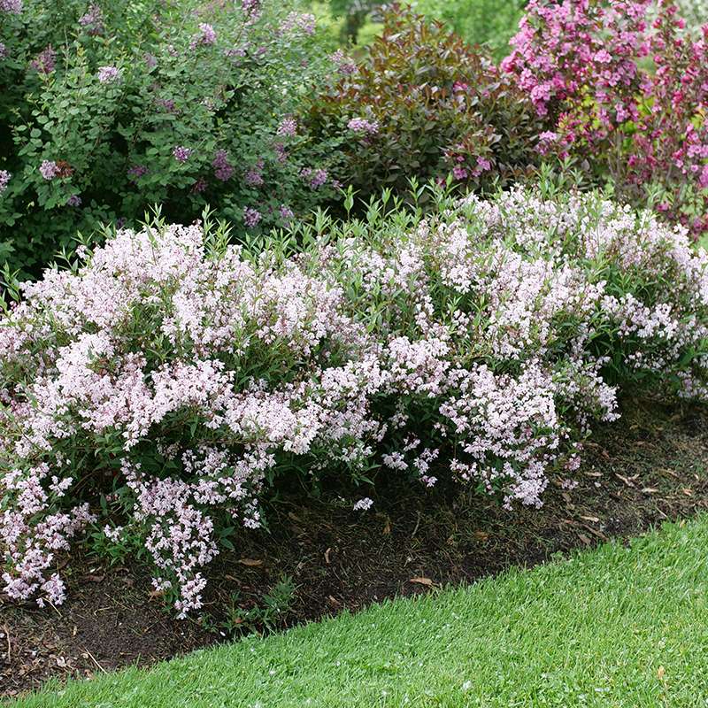 Yuki Kabuki Deutzia at the front of a border