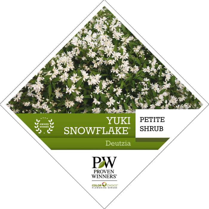 Preview of Yuki Snowflake® Deutzia PDF