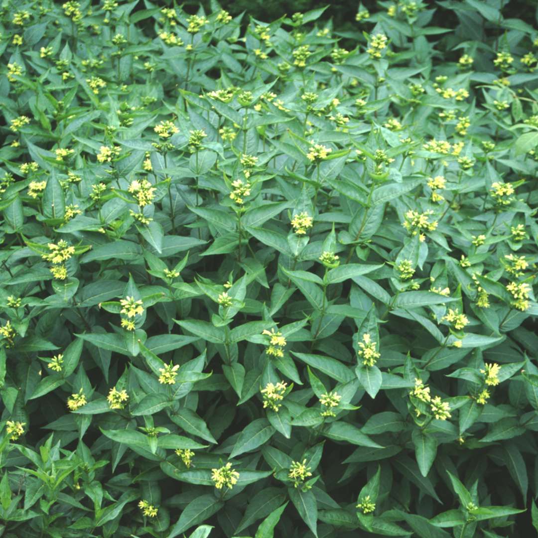 Butterfly Diervilla with green foliage and yellow blooms in the landscape