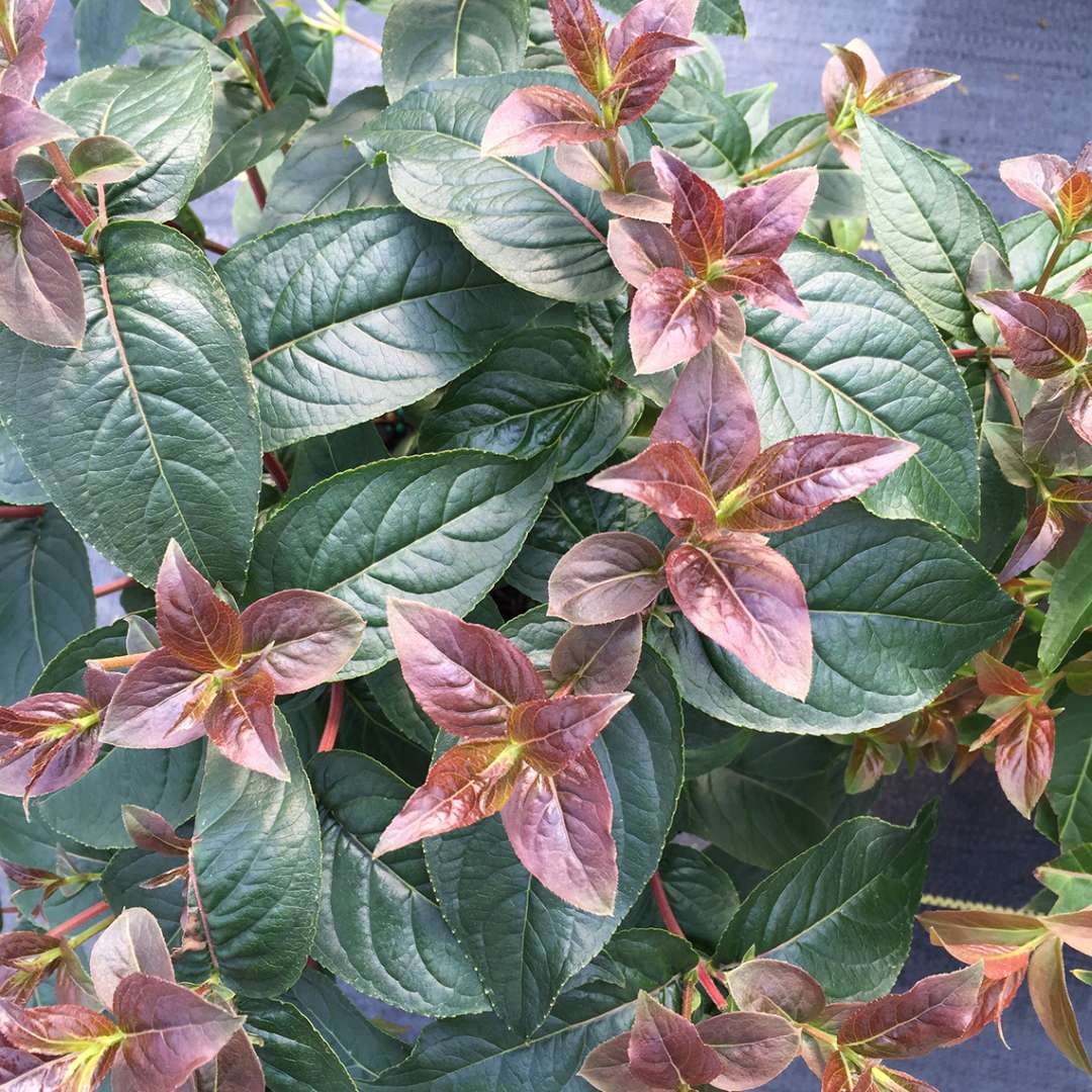 Close up of Kodiak Black Diervilla green and red foliage