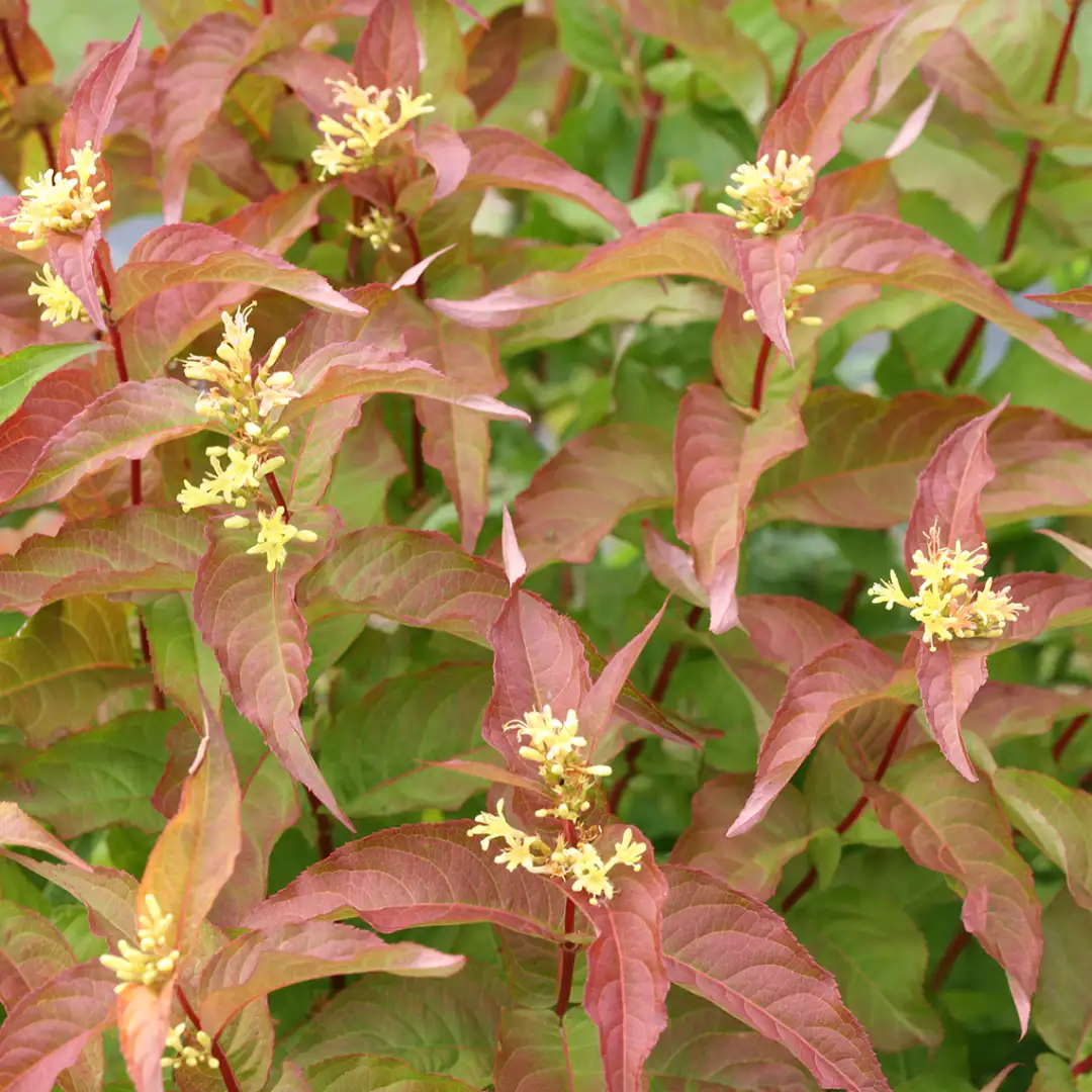 close up of the vibrant red foliage of Kodiak orange diervilla 