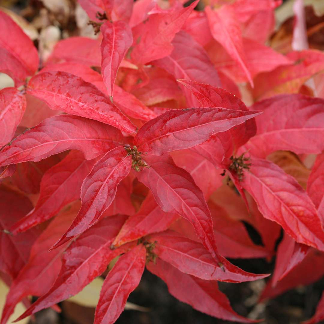 Close up of Kodiak Orange Diervilla's vibrant red foliage