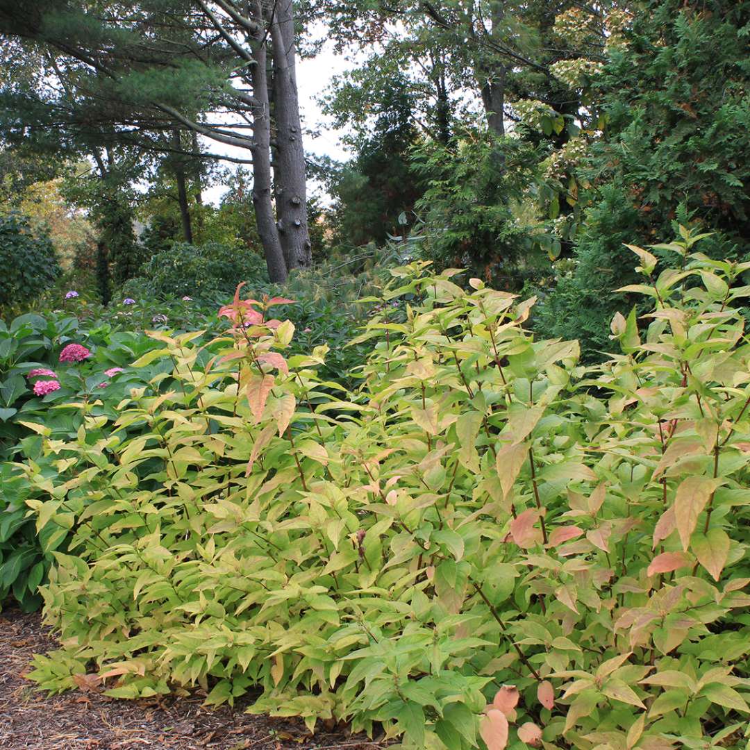 Kodiak Orange Diervilla's green foliage in the landscape