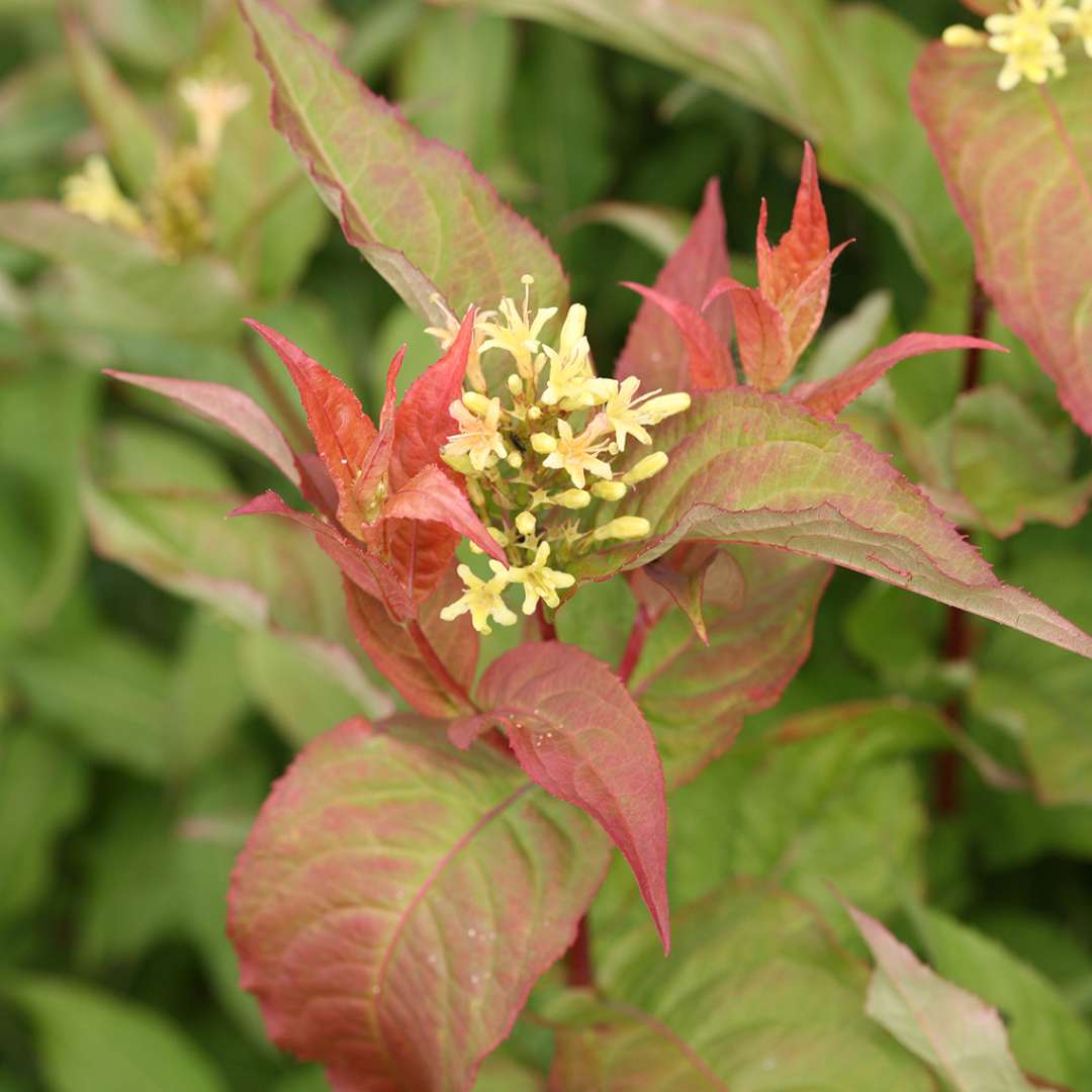 Close up of Kodiak Orange Diervilla's yellow blooms