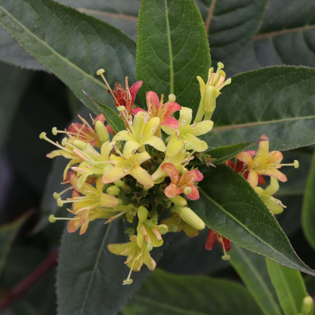 Close up of the small yellow flowers of Kodiak Green diervilla 
