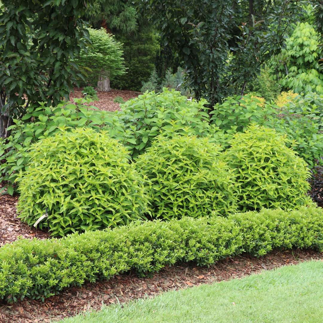 Three Kodiak Green diervilla planted in a row in the landscape