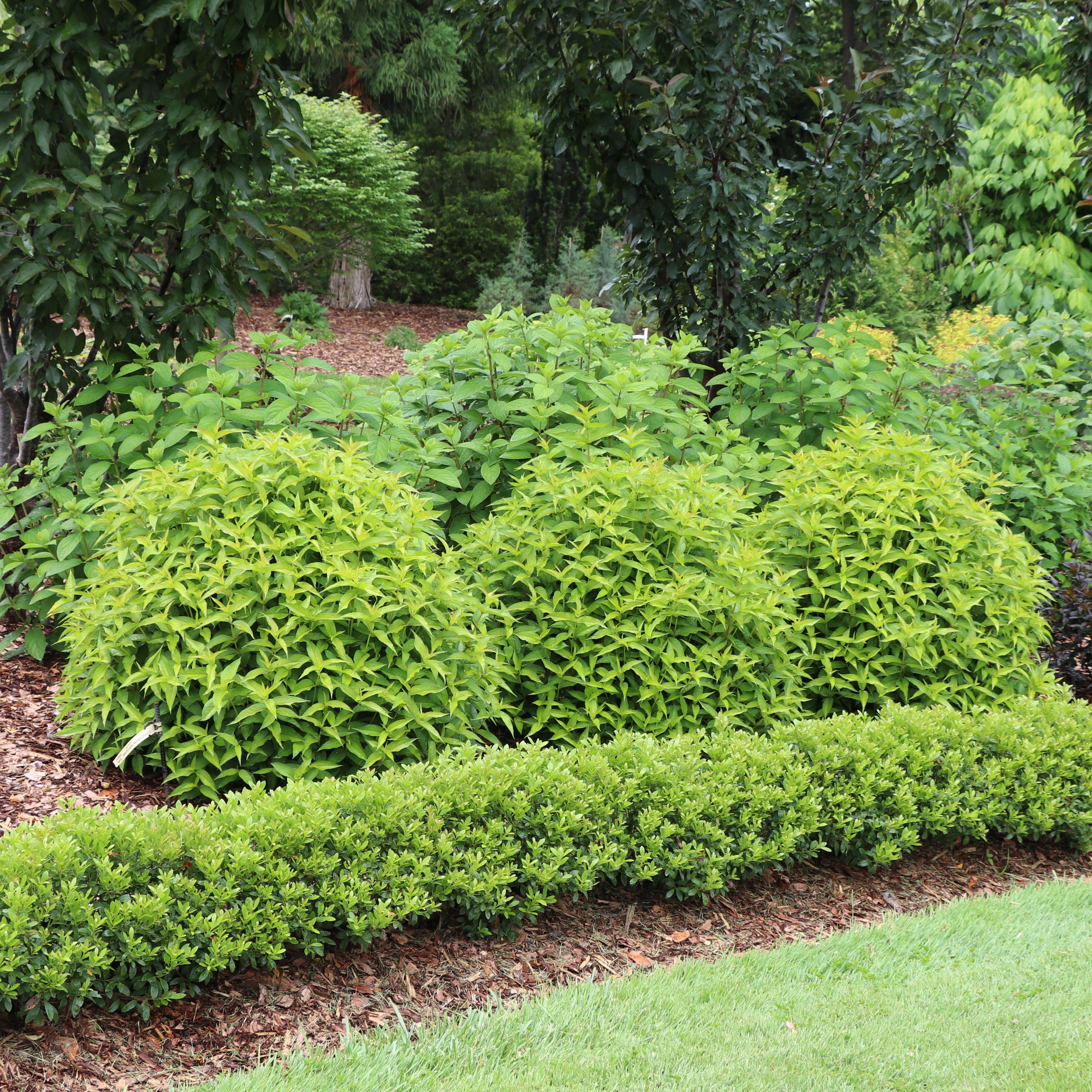 Three Kodiak Green diervilla planted in a row in the landscape