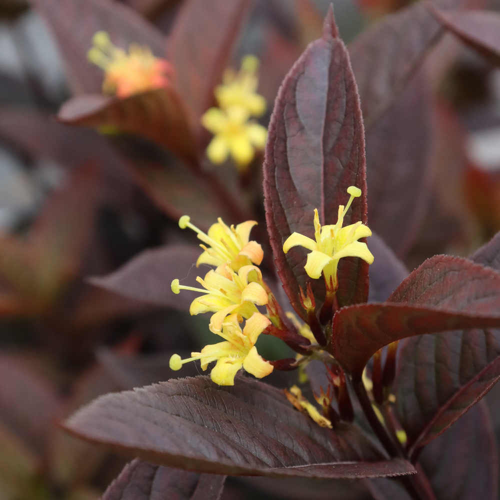 A cluster of deep purple black foliage and bright yellow flowers on Kodiak Jet Black diervilla. 