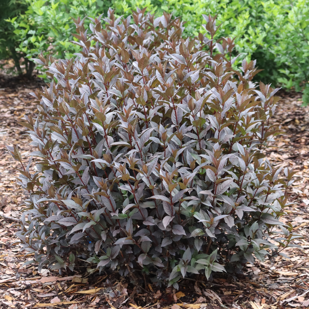 Kodiak Jet Black diervilla in a landscape with dark black foliage