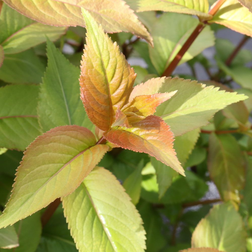 Light green foliage with a deep orange tint on Kodiak Spiced diervilla. 