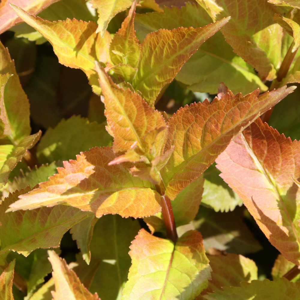 Deep orange and yellow hued Kodiak Spiced diervilla foliage with an opposite leaf arrangement. 