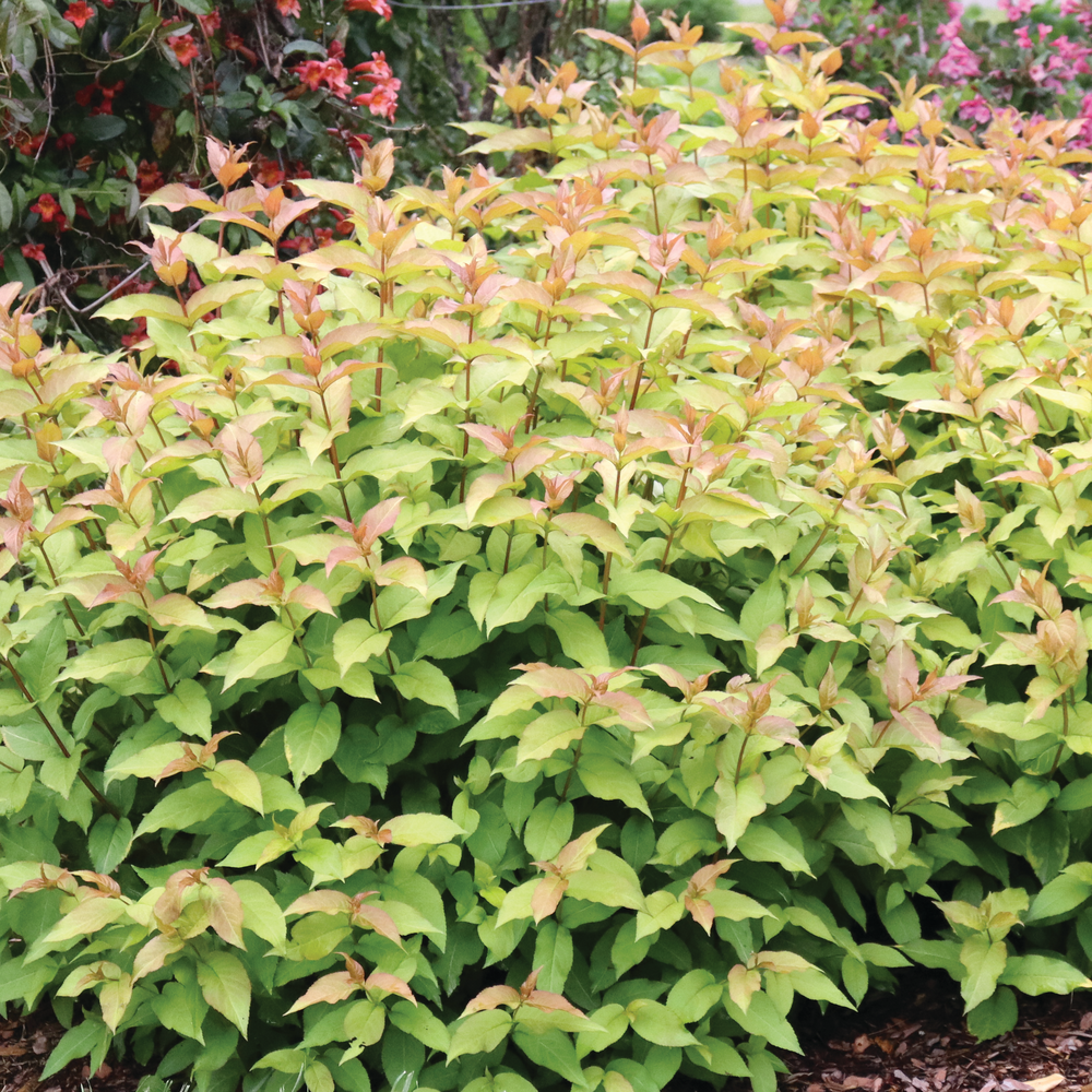 Kodiak Spiced diervilla with light green to bright orange foliage in the landscape. 