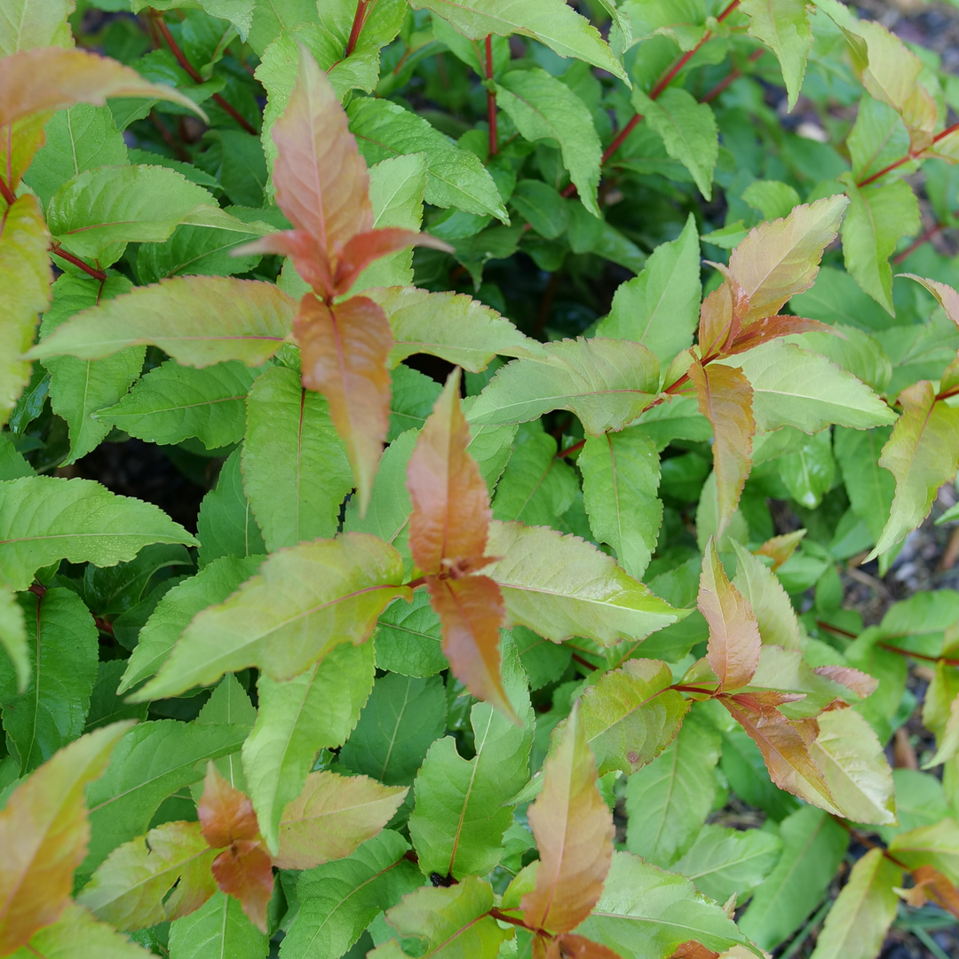 The green and coppery orange foliage of Kodiak Spiced diervilla. 