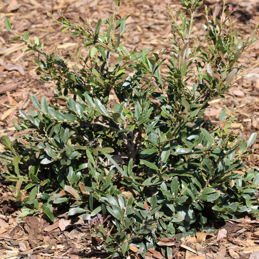 Buckhead Bold distylium in a landscape with blue-green glossy foliage. 