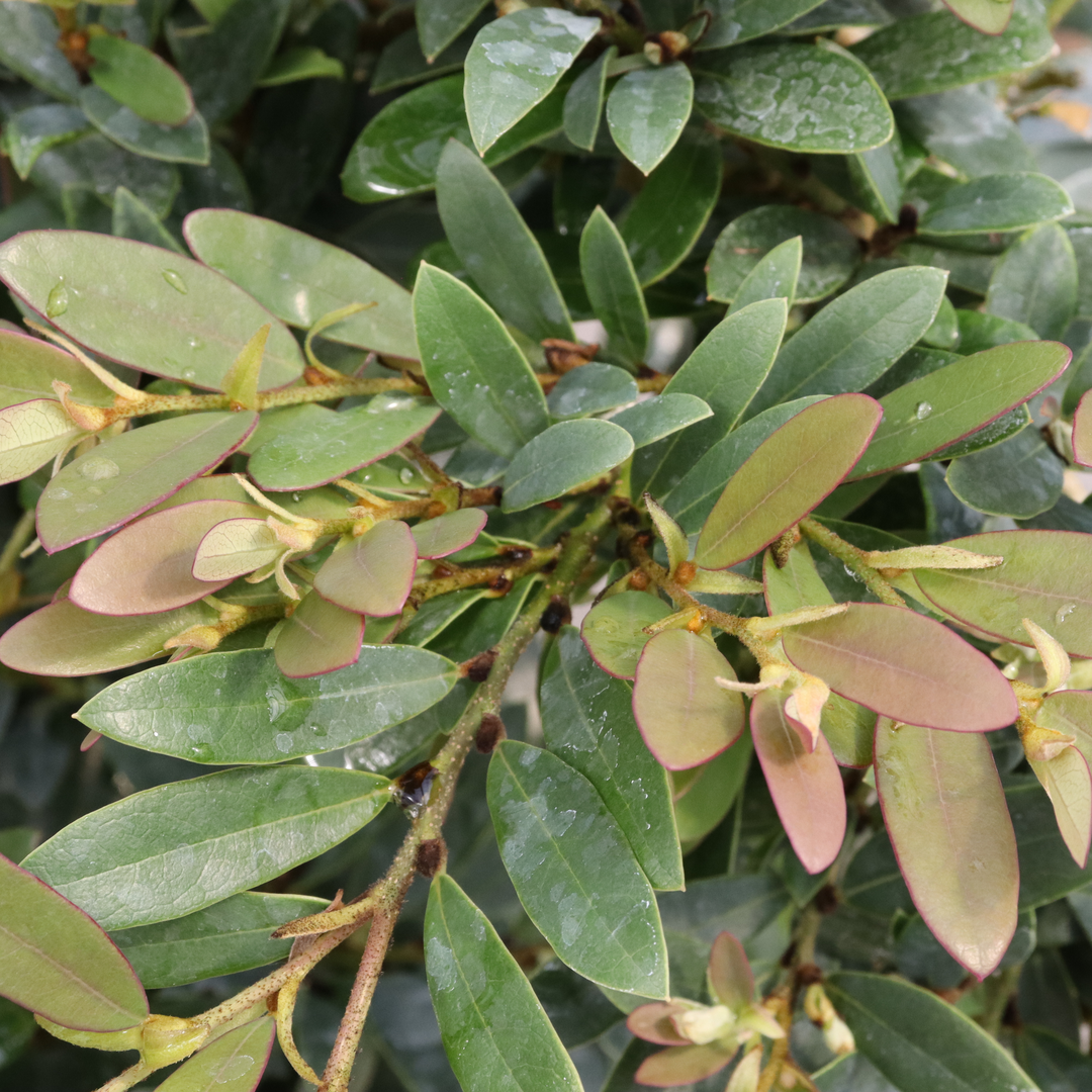 The new growth of Buckhead Bold distylium displays shades of pink, peach, and gold 