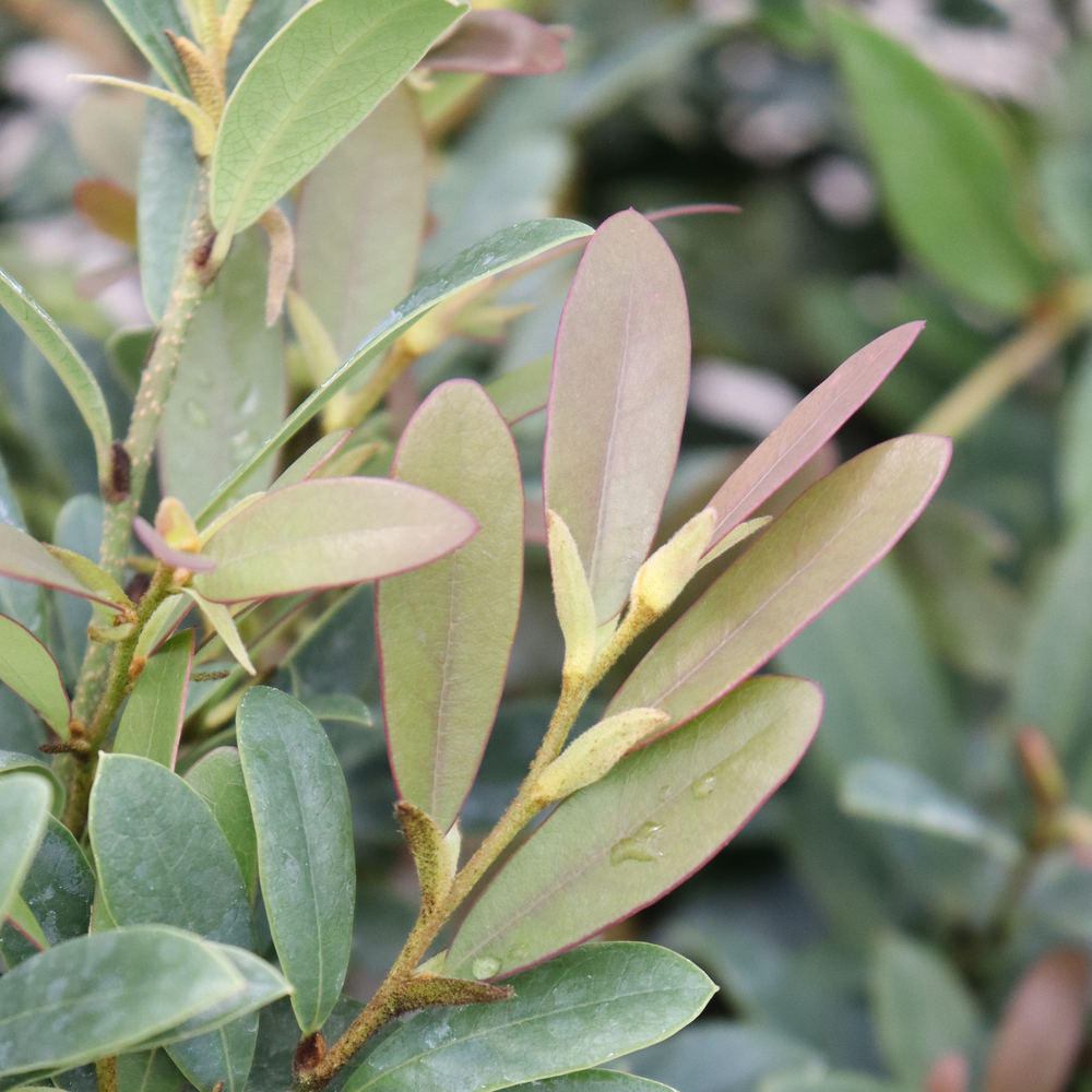 Bronze foliage on Buckhead Bold distylium with alternating leaf arrangement. 