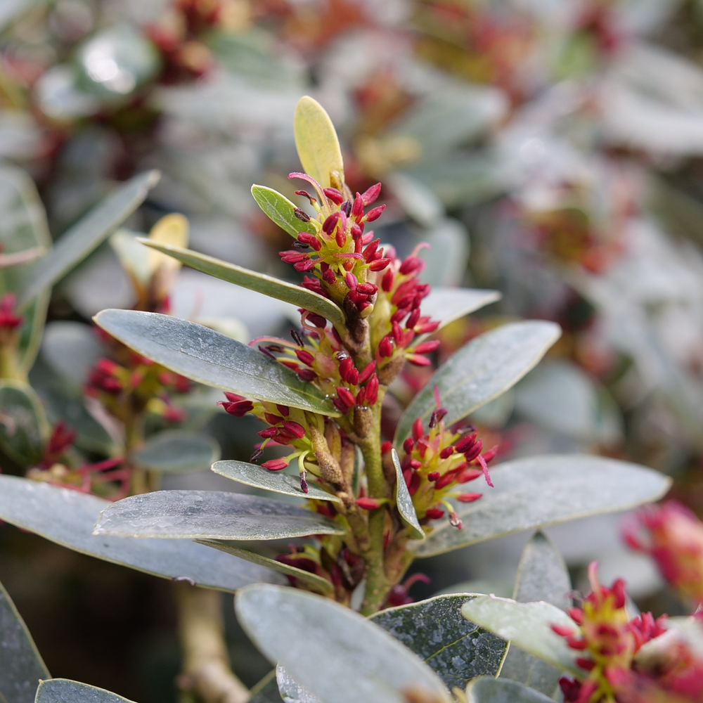 Red blooming flowers on Buckhead Bold distylium with blue-green foliage.