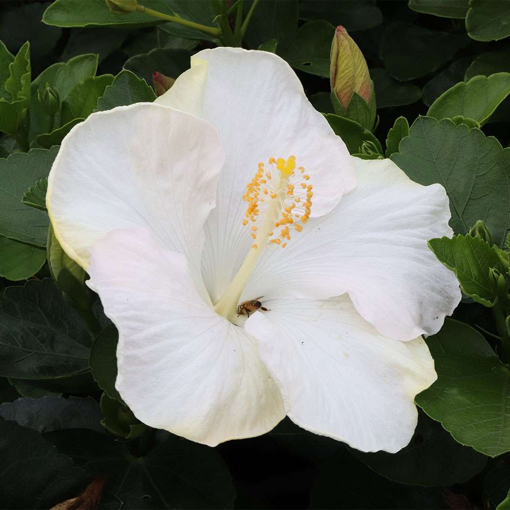 Close up of the white blossom of Earth Angel hibiscus