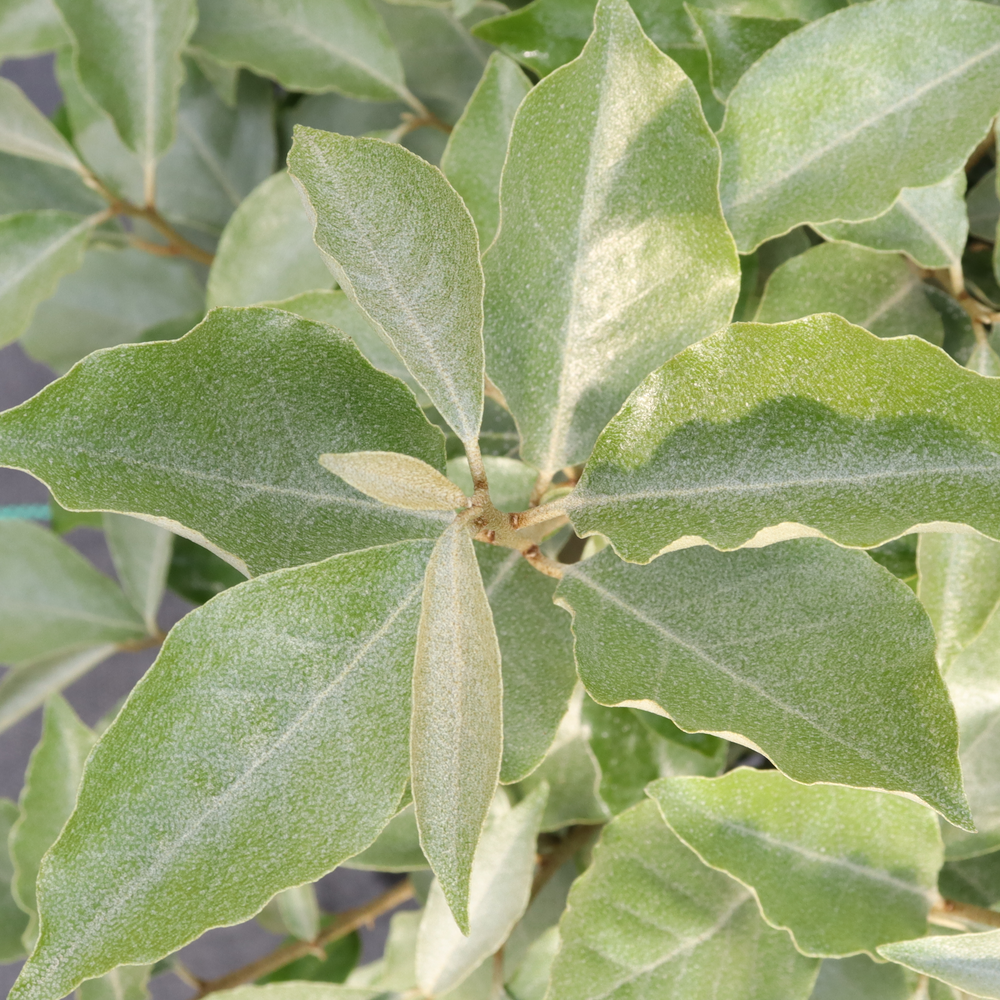 Mr. Smooth Seedless silverthorn foliage with a green color and alternating leaf arrangement. 