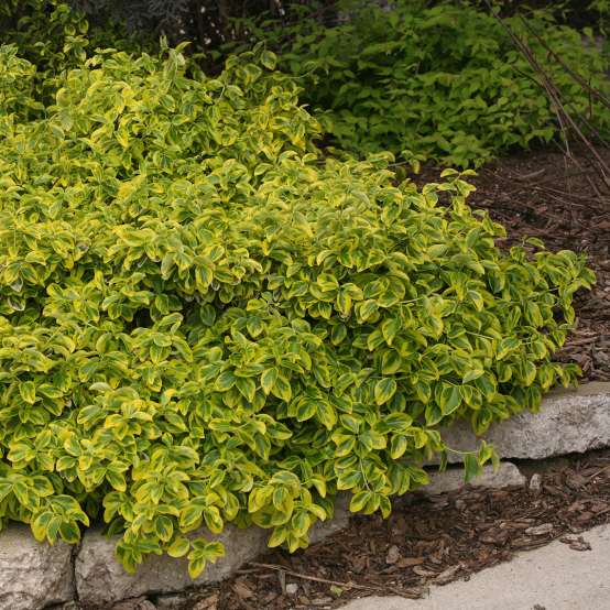 Variegated Gold Splash Euonymus next to rock border