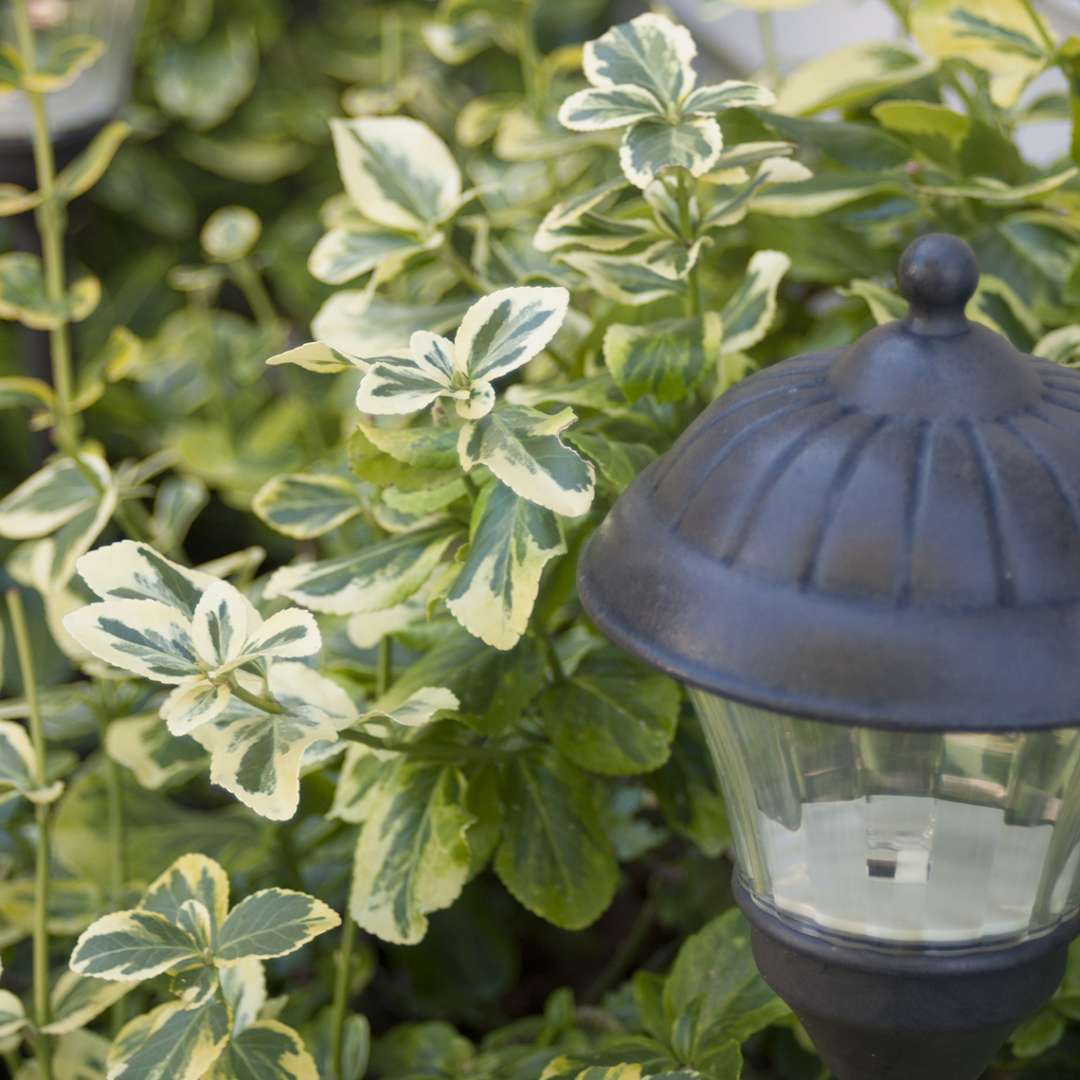 Close up of Gold Splash Euonymus next to garden light