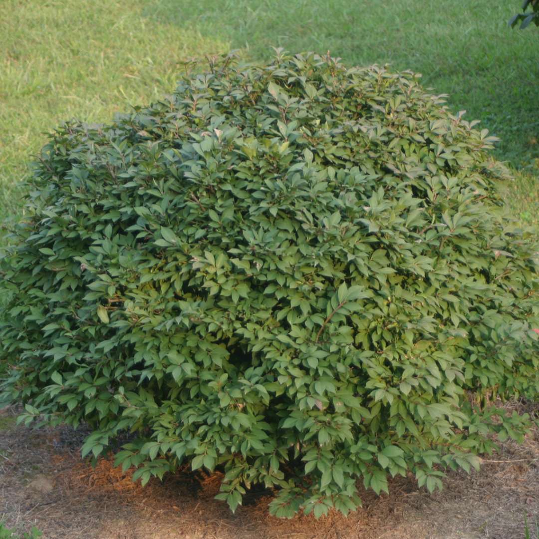 Rudy Haag Euonymus green foliage in the landscape