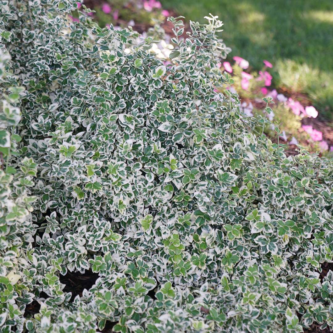 Close up of green and white variegated White Album Euonymus