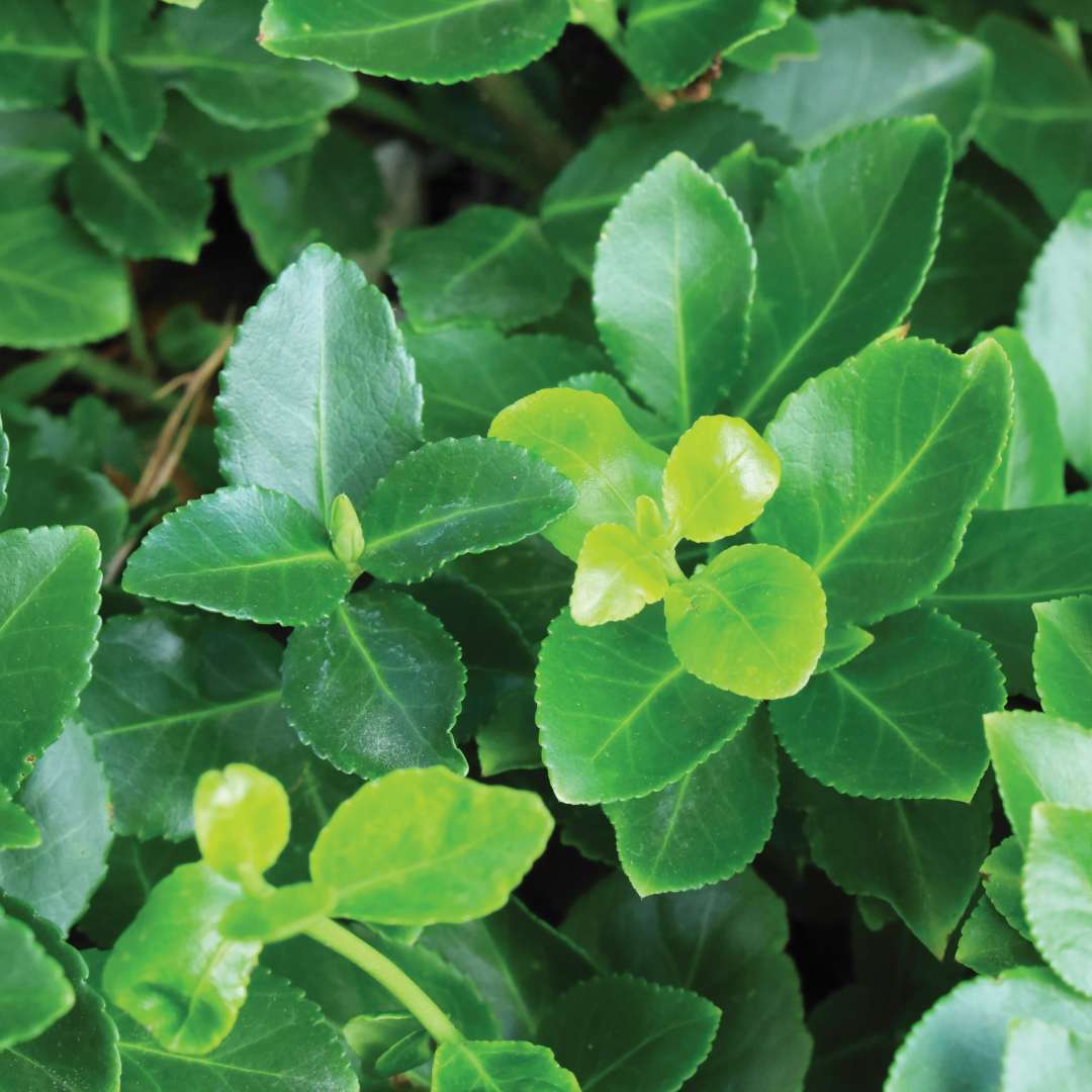 Nearly round, deep emerald green leaves