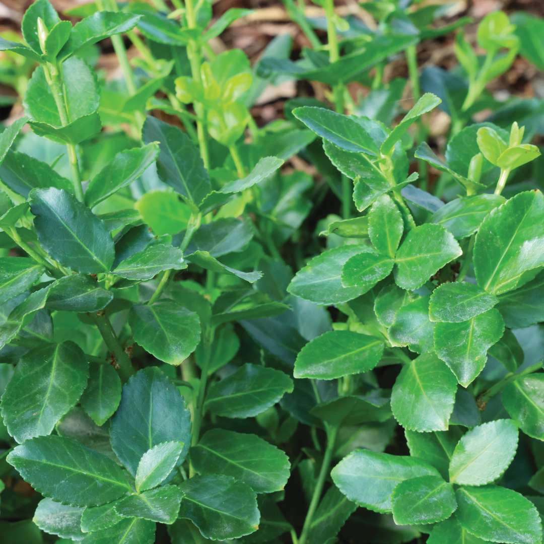 Nearly round, deep emerald green leaves