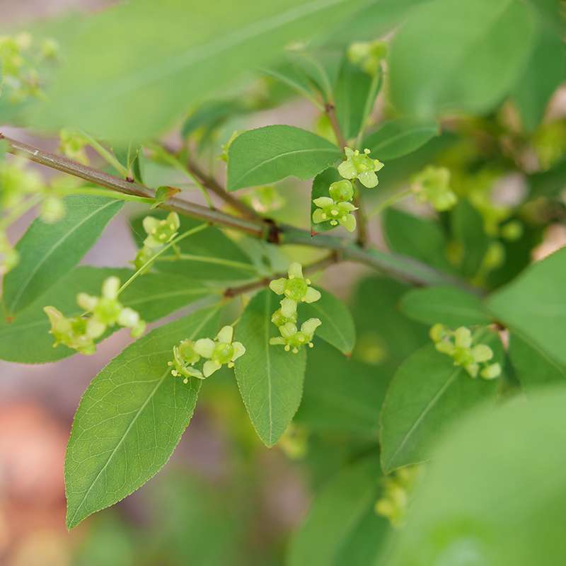 Close up of the small green flowers on Fire Ball Seedless burning bush 