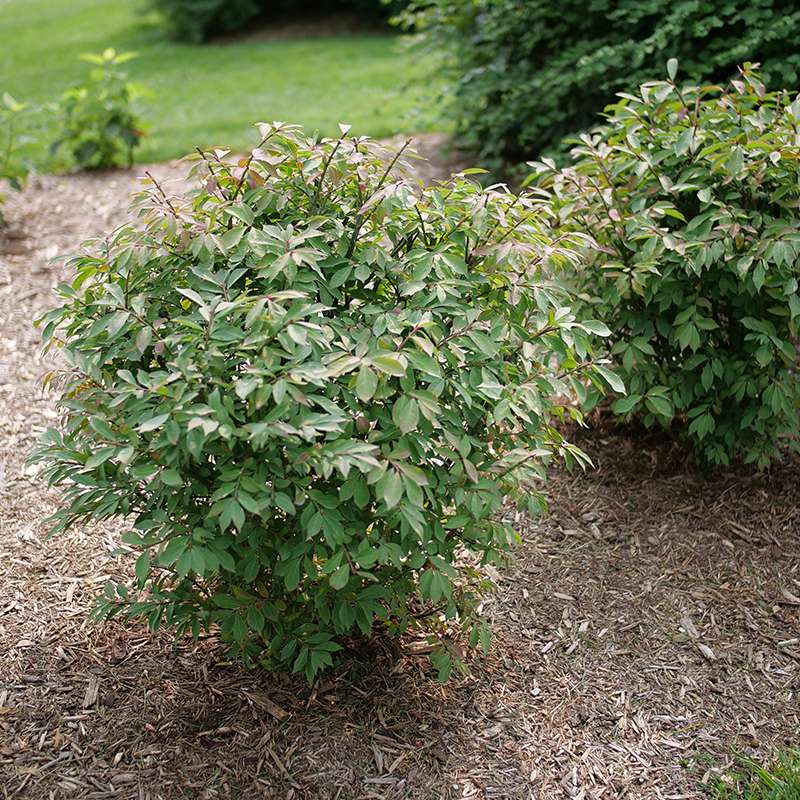 Fire Ball Seedless burning bush in a landscape