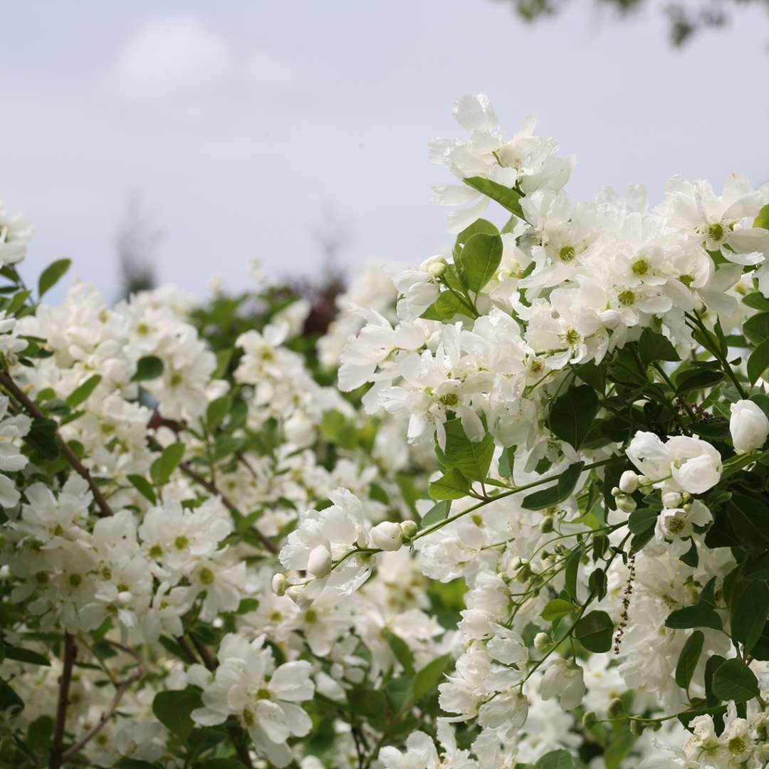 Close up of abundant white Snow Day Blizzard Exochorda blooms