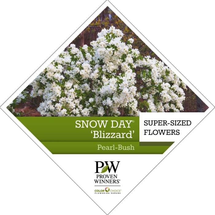 Preview of Snow Day® ‘Blizzard’ Exochorda PDF