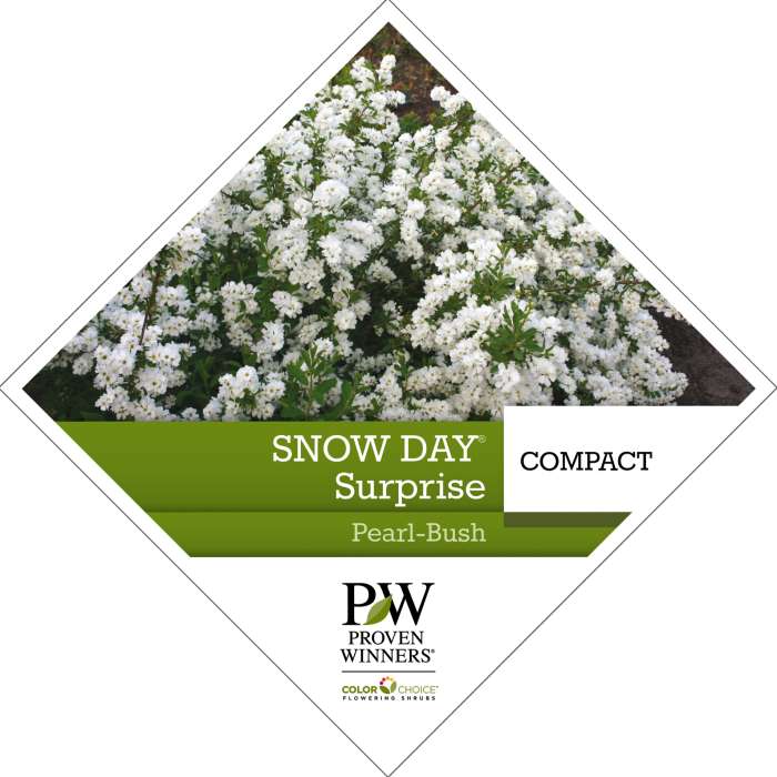 Preview of Snow Day® Surprise Exochorda Tag PDF