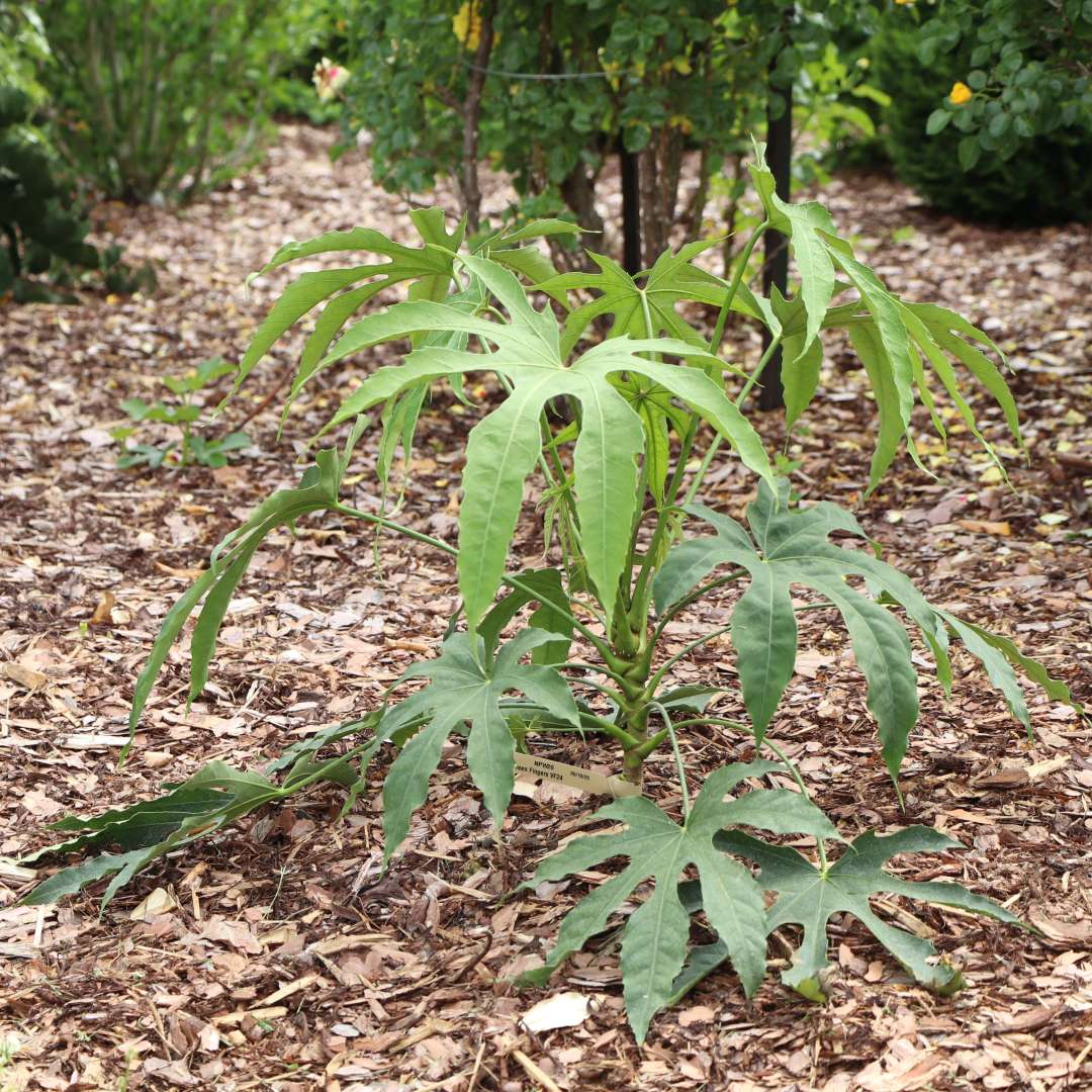 High Five Green Fingers fatsia planted in a landscape