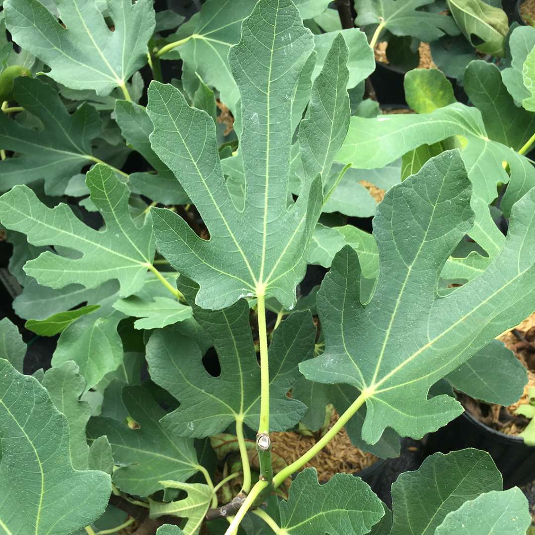 Close up of Magnolia Ficus green foliage