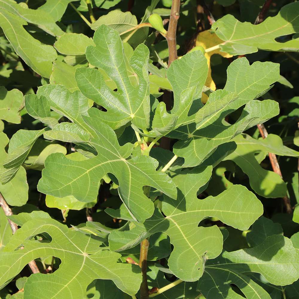 Several lobed green leaves on a Brown Turkey fig shrub.