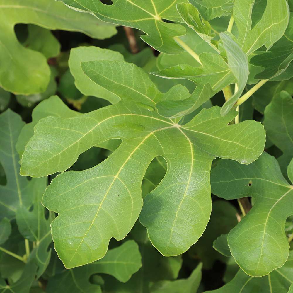 A green Brown Turkey fig leaf with five distinct lobes.