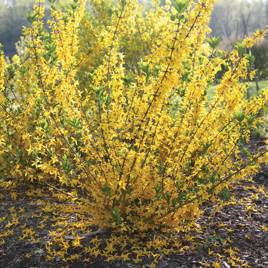 Flying Machine forsythia blooming in a landscape