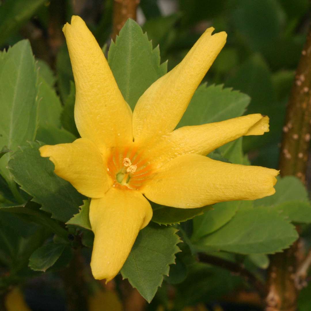 Close up of a yellow Flying Machine forsythia bloom