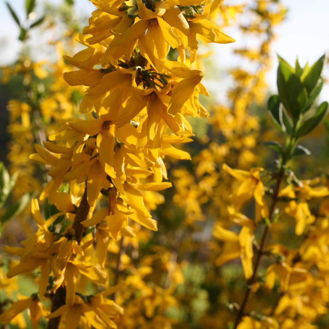 Close up of a heavily blooming Flying Machine forsythia 