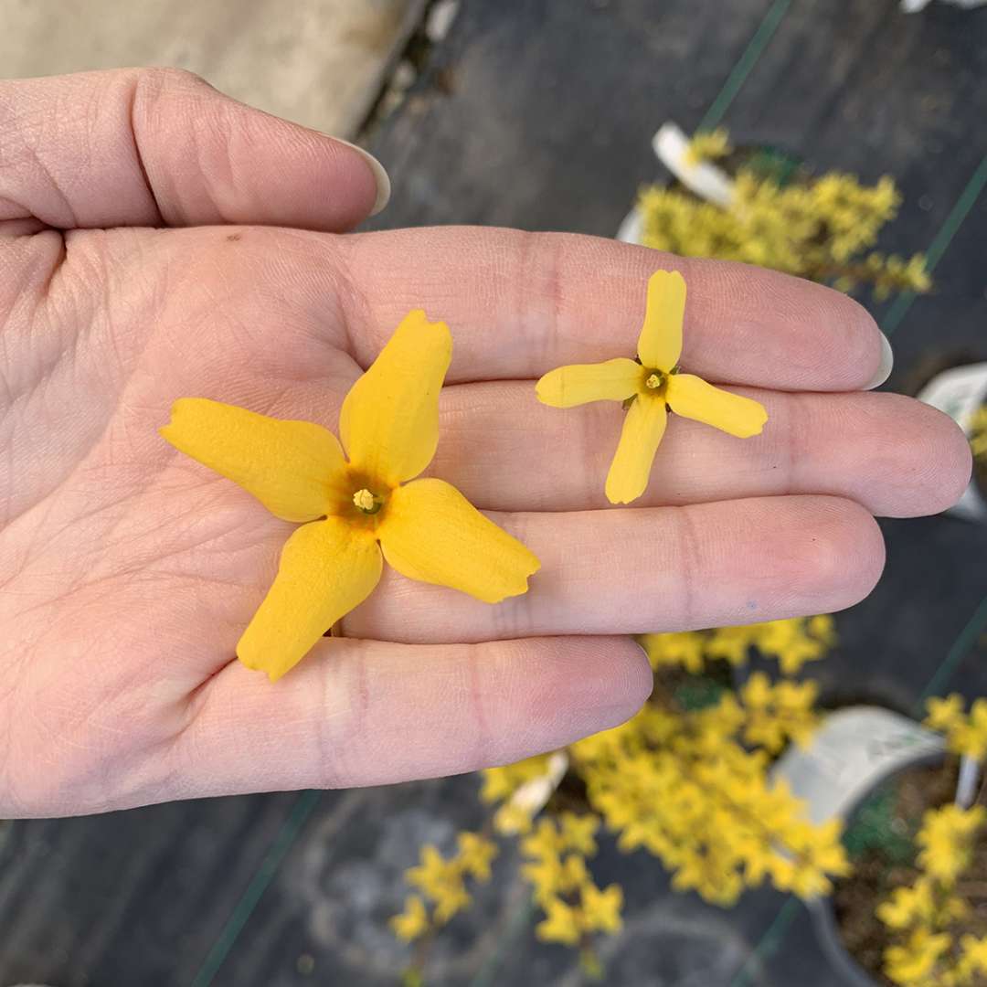 Flying Machine forsythia bloom size compared to another forsythia bloom